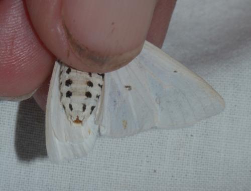 Spilosoma lubricipeda